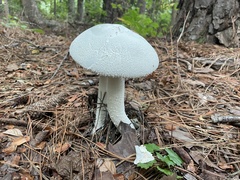 Amanita polypyramis