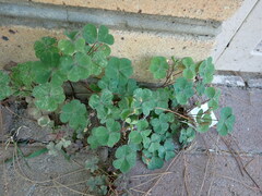 Oxalis corniculata
