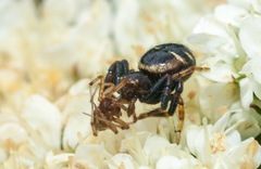 Synema globosum