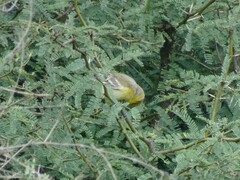 Icterus spurius
