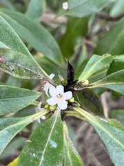Myoporum laetum