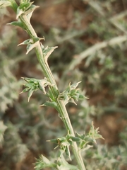 Salsola kali
