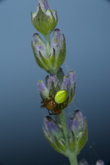 Araniella