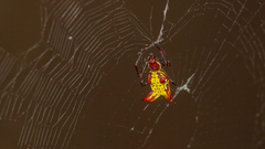 Micrathena fissispina