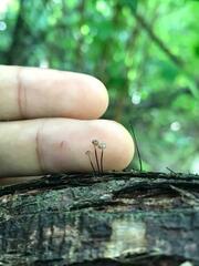 Marasmius rotula