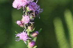Bombus citrinus