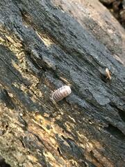 Armadillidae