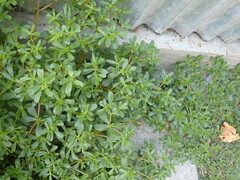 Portulaca oleracea