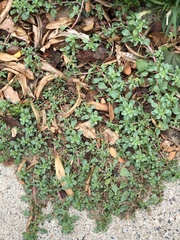 Amaranthus blitoides