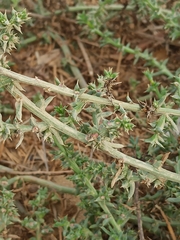 Salsola kali