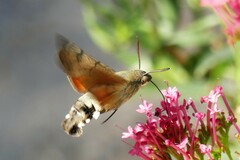 Macroglossum stellatarum