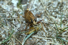 Asilus crabroniformis