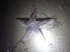 Astropecten armatus