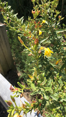 Oenothera