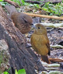 Tachyphonus coronatus
