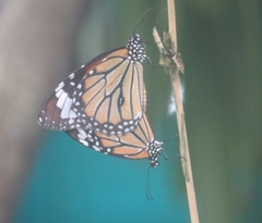 Danaus genutia