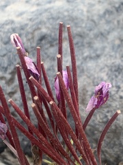 Chamaenerion colchicum