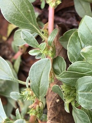 Amaranthus blitoides