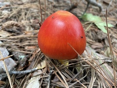Amanita jacksonii