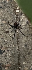 Latrodectus hesperus