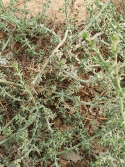 Salsola kali