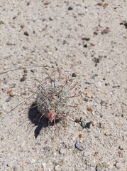 Mammillaria sheldonii
