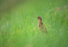 Coturnix coturnix