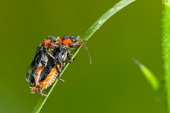 Cantharis rustica