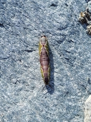 Cerura vinula