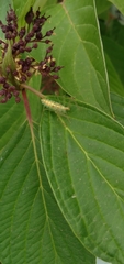 Zelus renardii