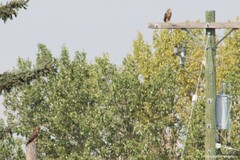 Buteo swainsoni