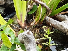 Cordulegaster boltonii