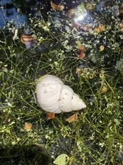 Cipangopaludina chinensis