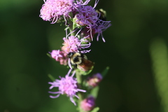Bombus citrinus