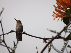 Archilochus alexandri