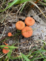 Hygrocybe cantharellus