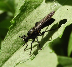 Laphriini
