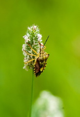 Carpocoris