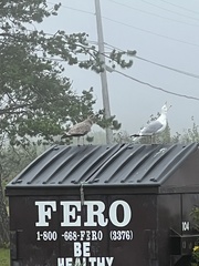 Larus argentatus image