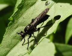 Laphriini