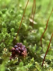 Metatrichia vesparium