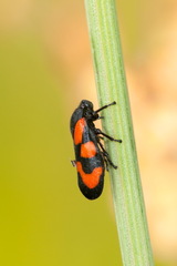 Cercopis vulnerata