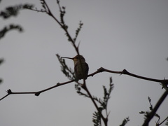 Archilochus alexandri