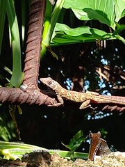 Anolis aeneus