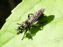Laphriini