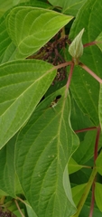 Zelus renardii