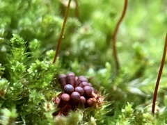 Metatrichia vesparium