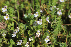 Euphrasia officinalis
