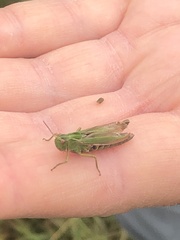 Omocestus viridulus