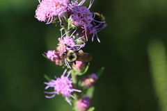 Bombus citrinus